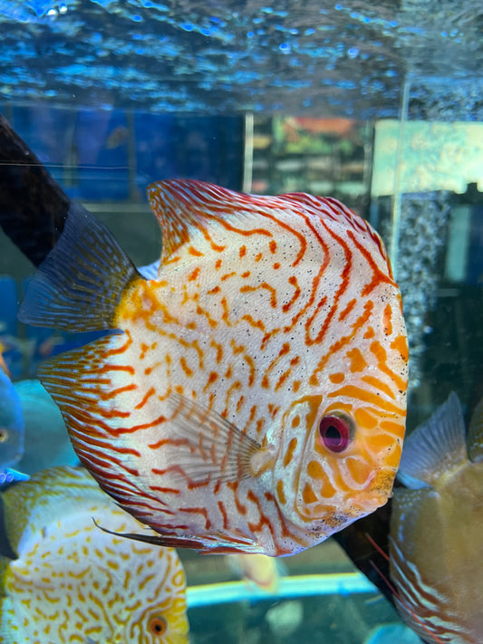 Red Tiger Discus