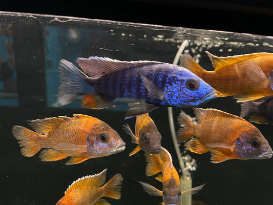 Assorted African Cichlids 4