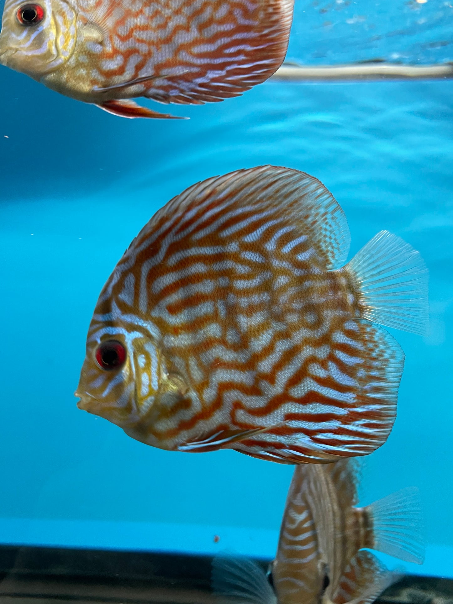 Small Red Turquoise Discus