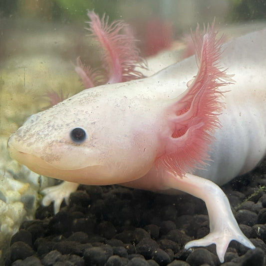 Pink Leucistic Axolotl - Mississauga Aquarium