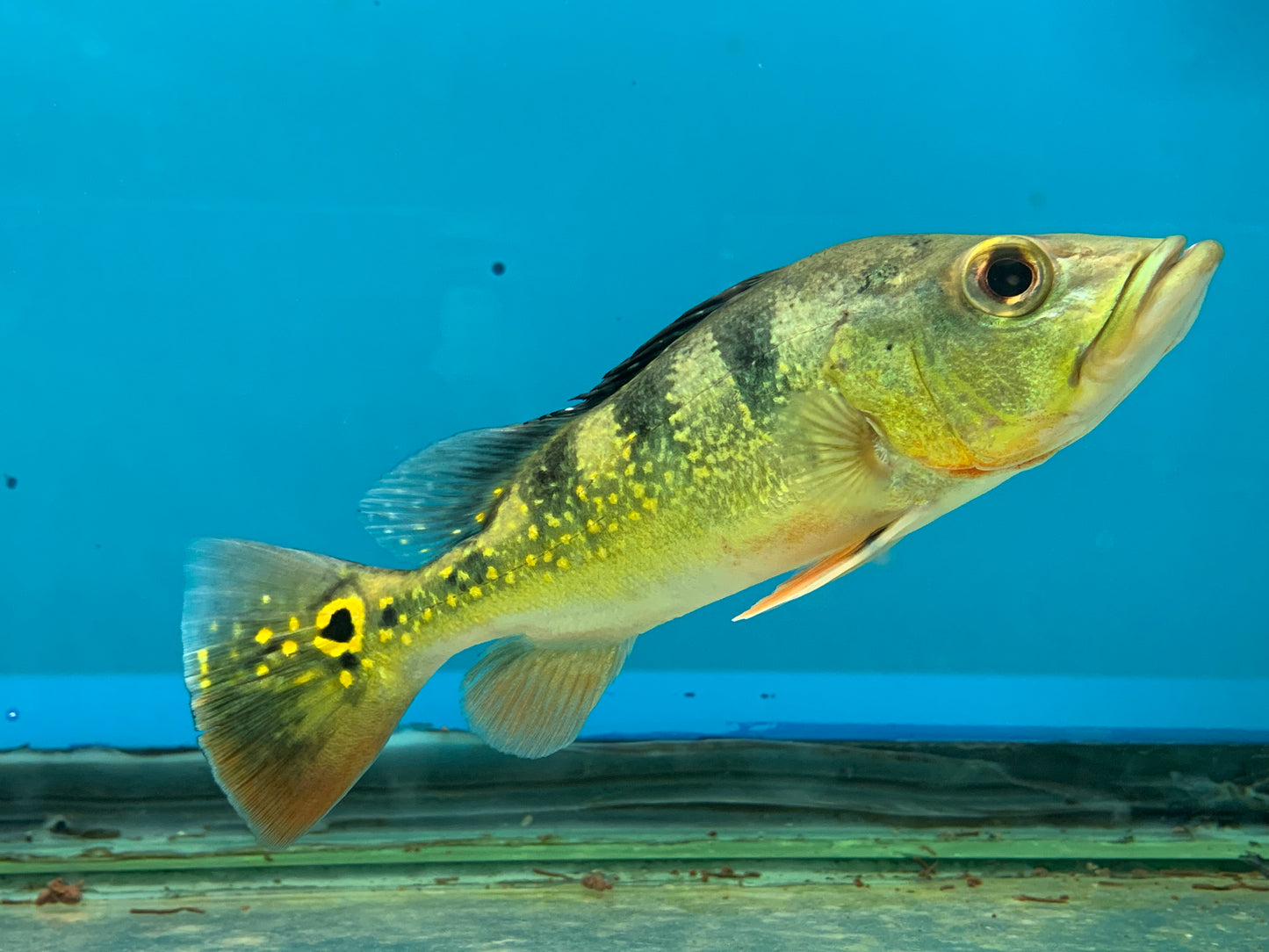 Monoculus Peacock Bass