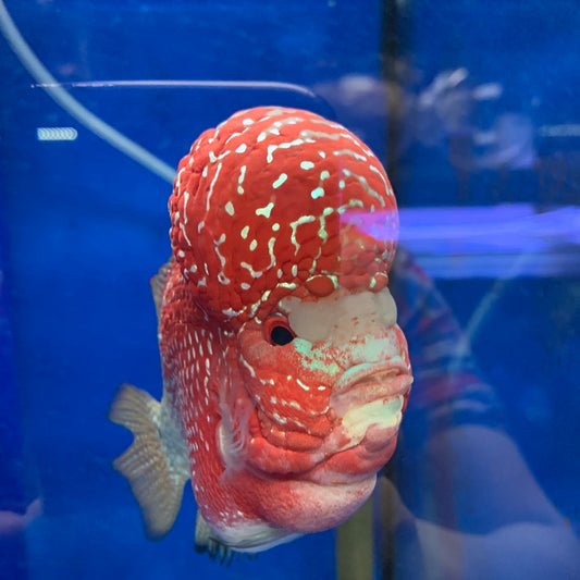 Flowerhorn Red Dragon