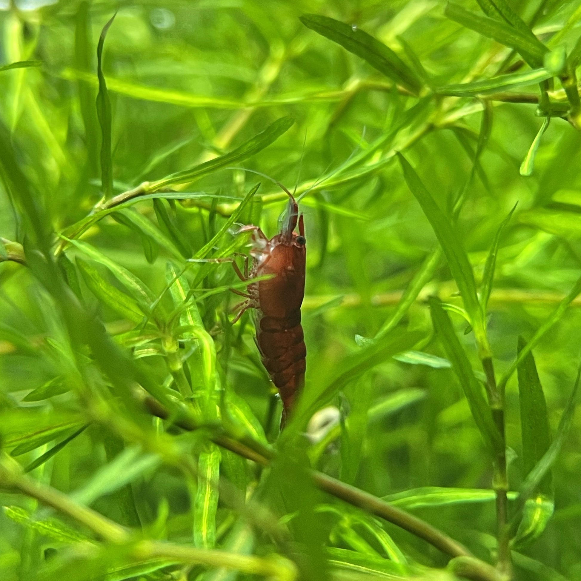 Fire Red Shrimp