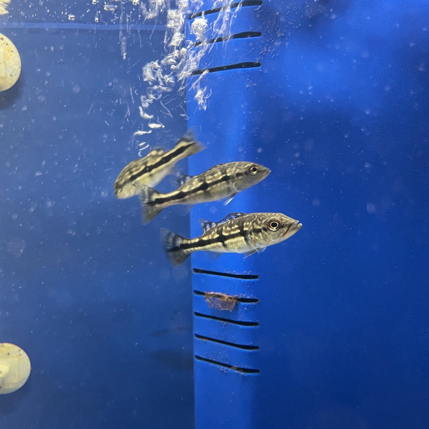 Pinima Peacock Bass