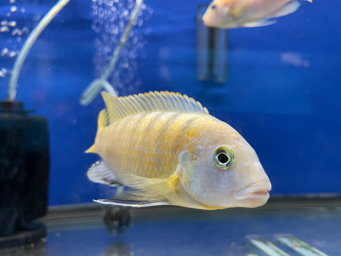 Kennyi Cichlid