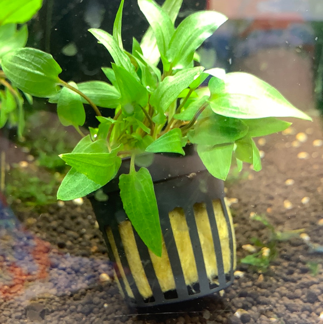 Cryptocoryne wendtii green