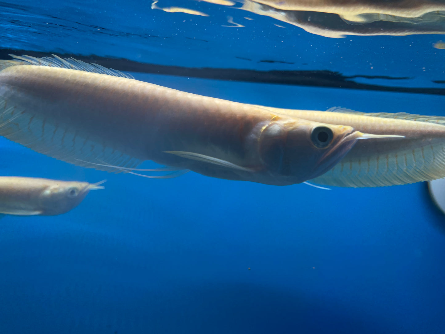 Albino Silver Arowana