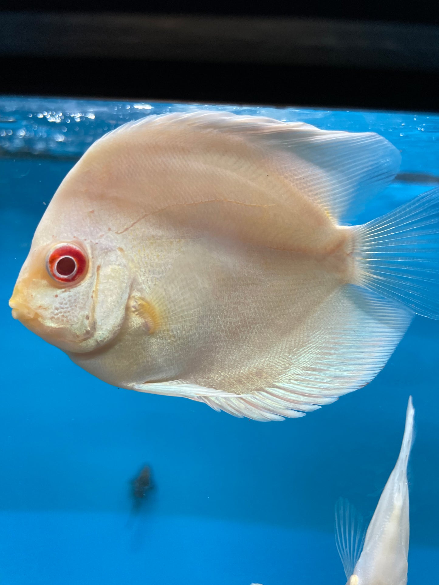 Blue Diamond Discus