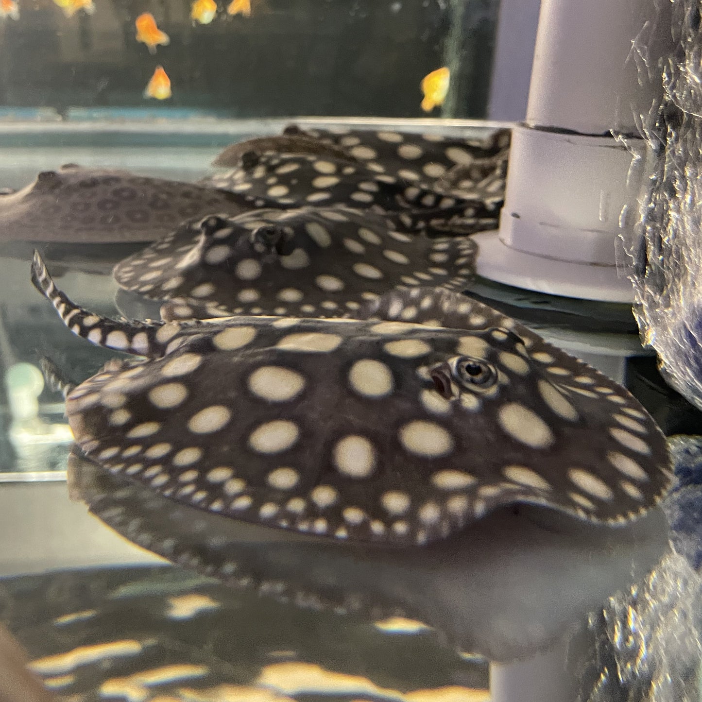 Big Spot Black Diamond Stingray Pair