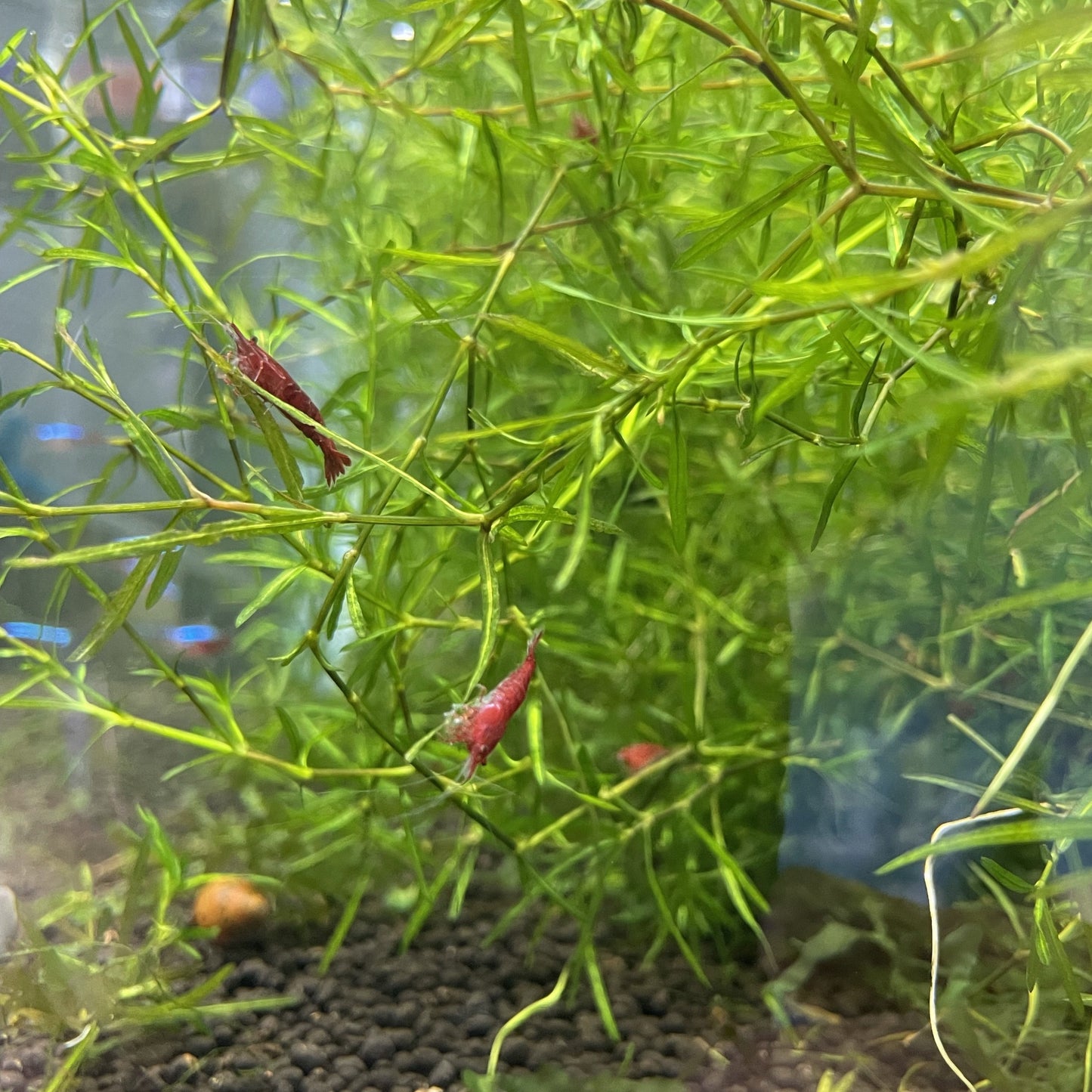 Fire Red Shrimp