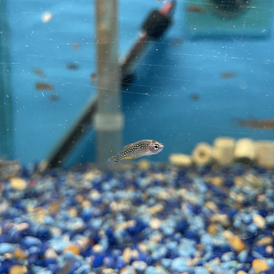 Galaxy Rasbora