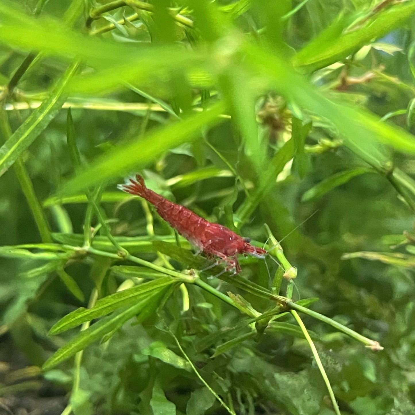 Fire Red Shrimp