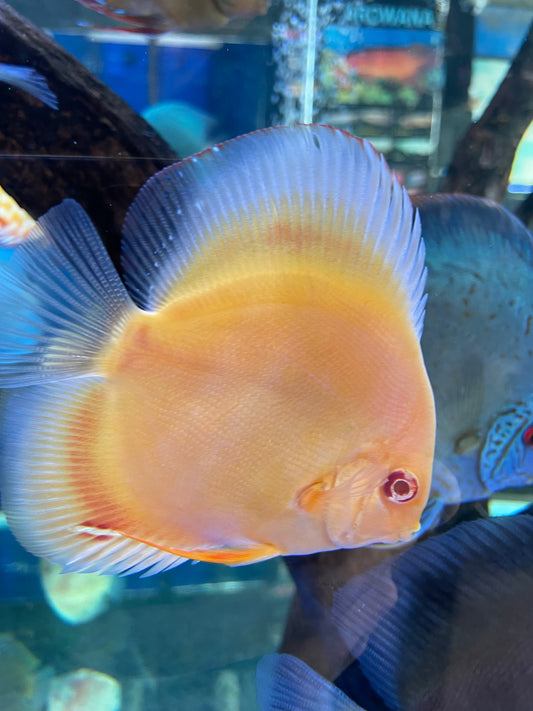 Medium Albino Full Red Discus