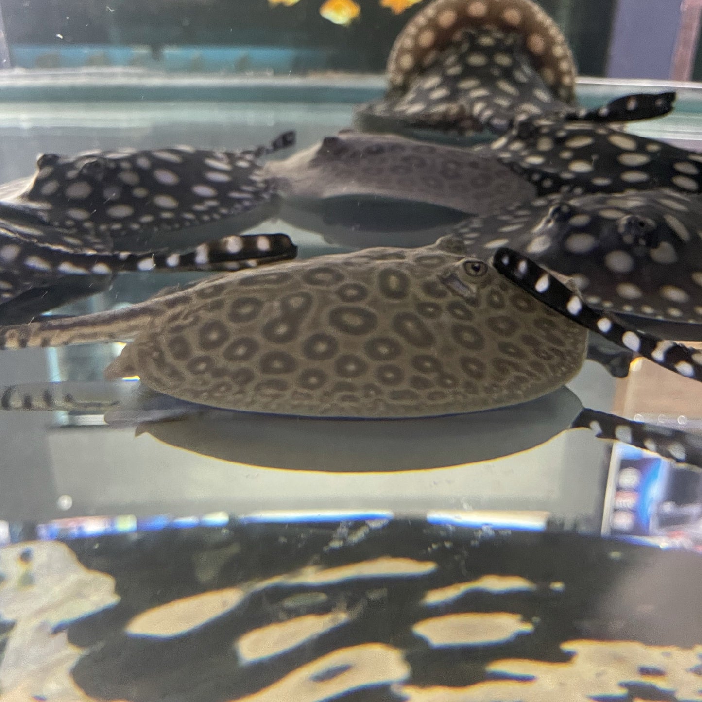 Pearl Stingray