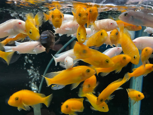 Red Zebra cichlid