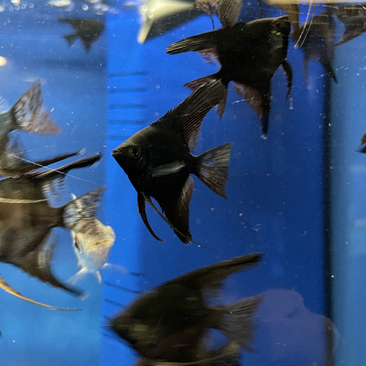 Black Angelfish