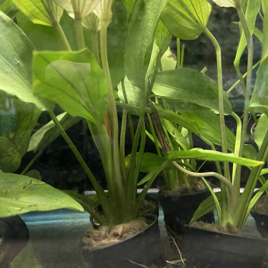 Echinodorus Miracle