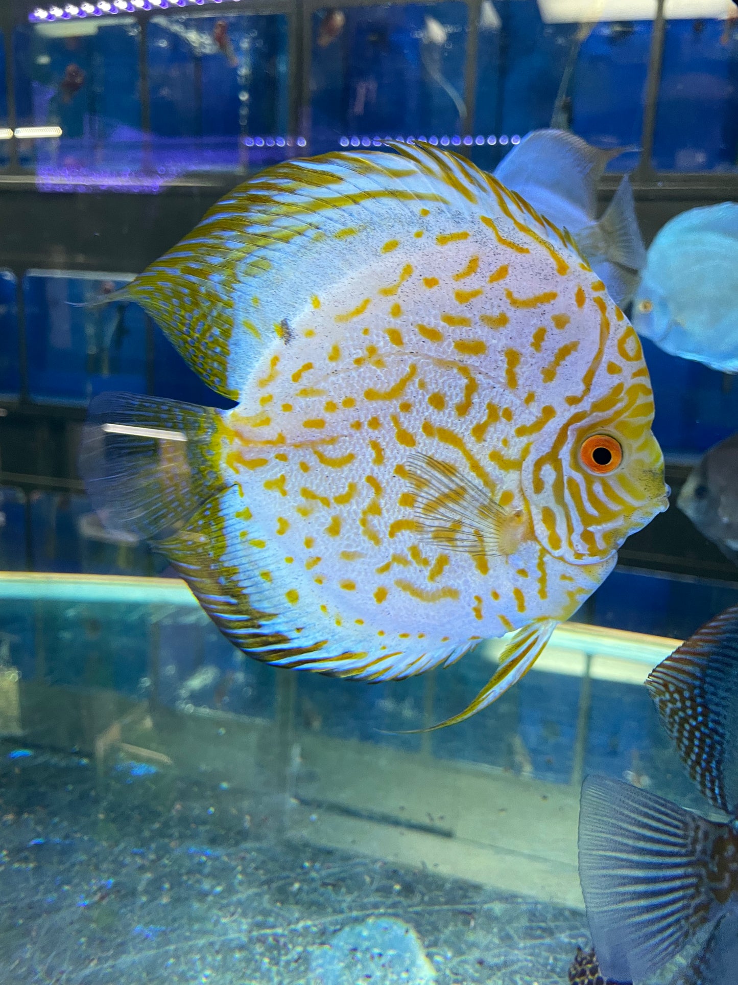 High Body Discus