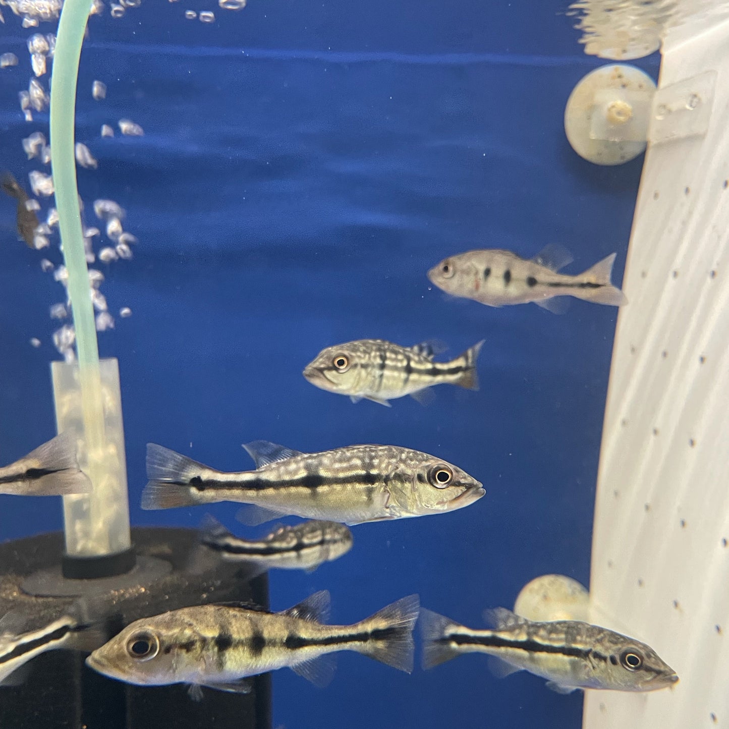 Pinima Peacock Bass