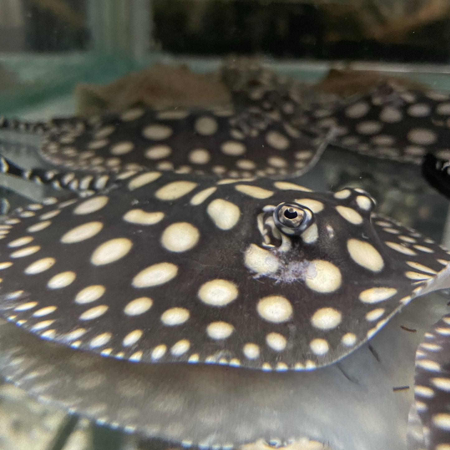 Big Spot Black Diamond Stingray Pair