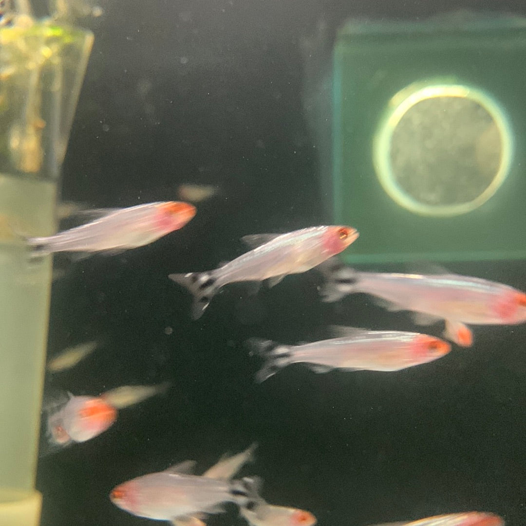 Brilliant rummy nose – Mississauga Aquarium