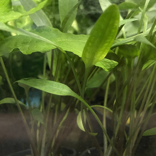 Cryptocoryne Lutea