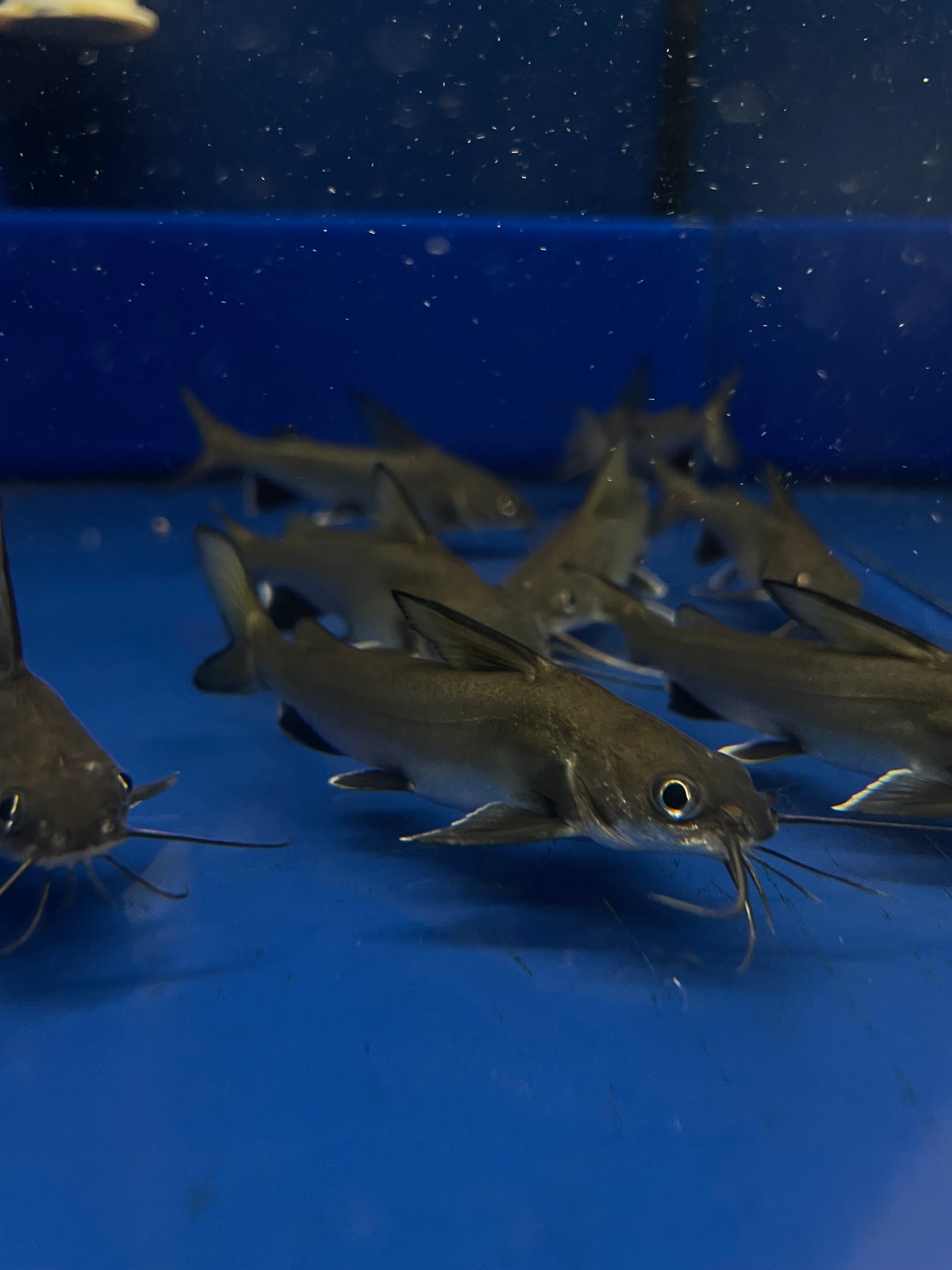 Colombian Shark Catfish