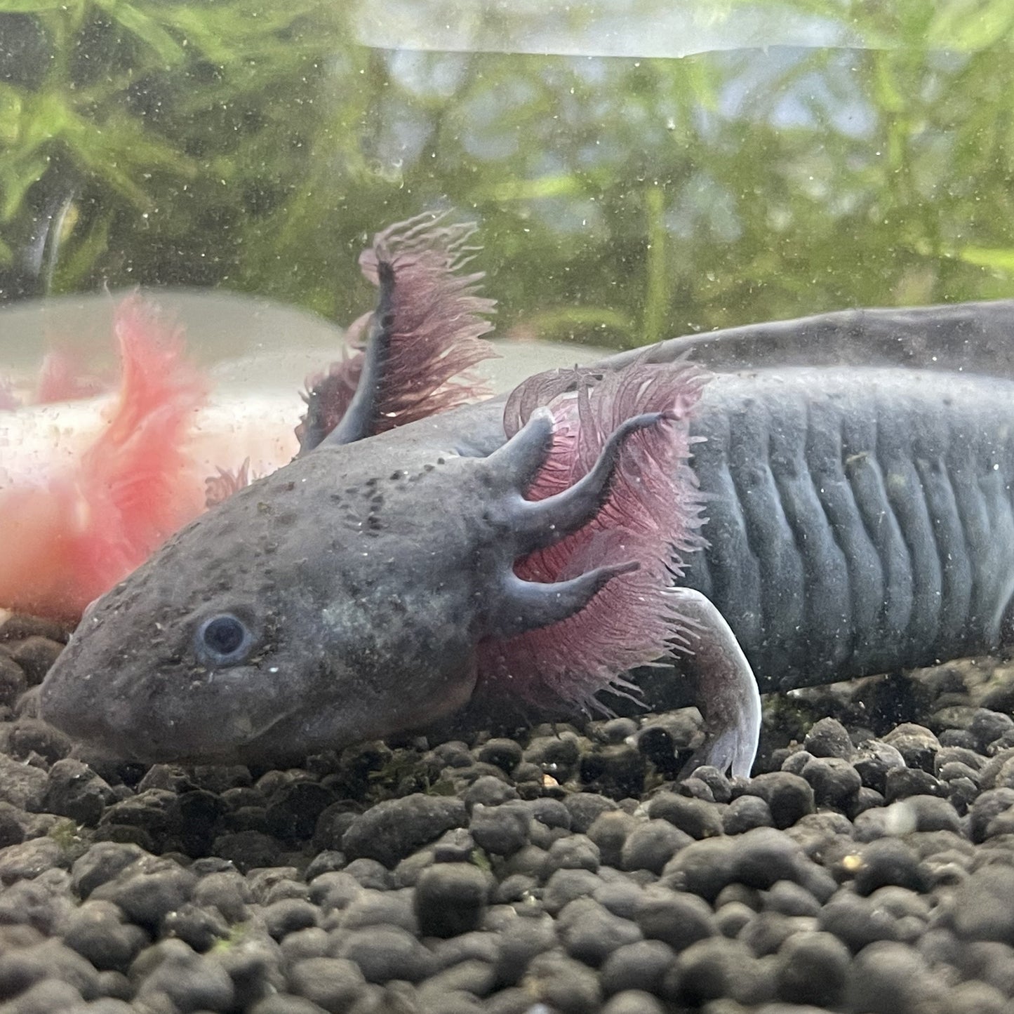 Black Melanoid Axolotl