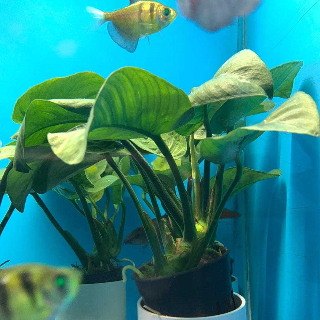 Anubias barteri butterfly