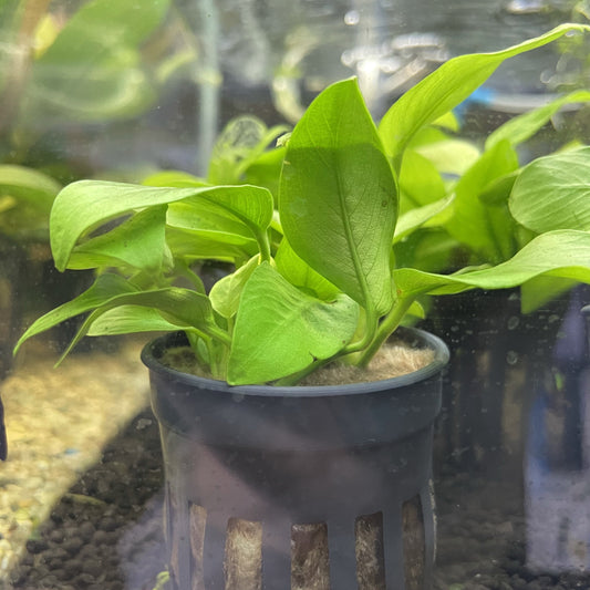 Golden Nana Aquatic Plant