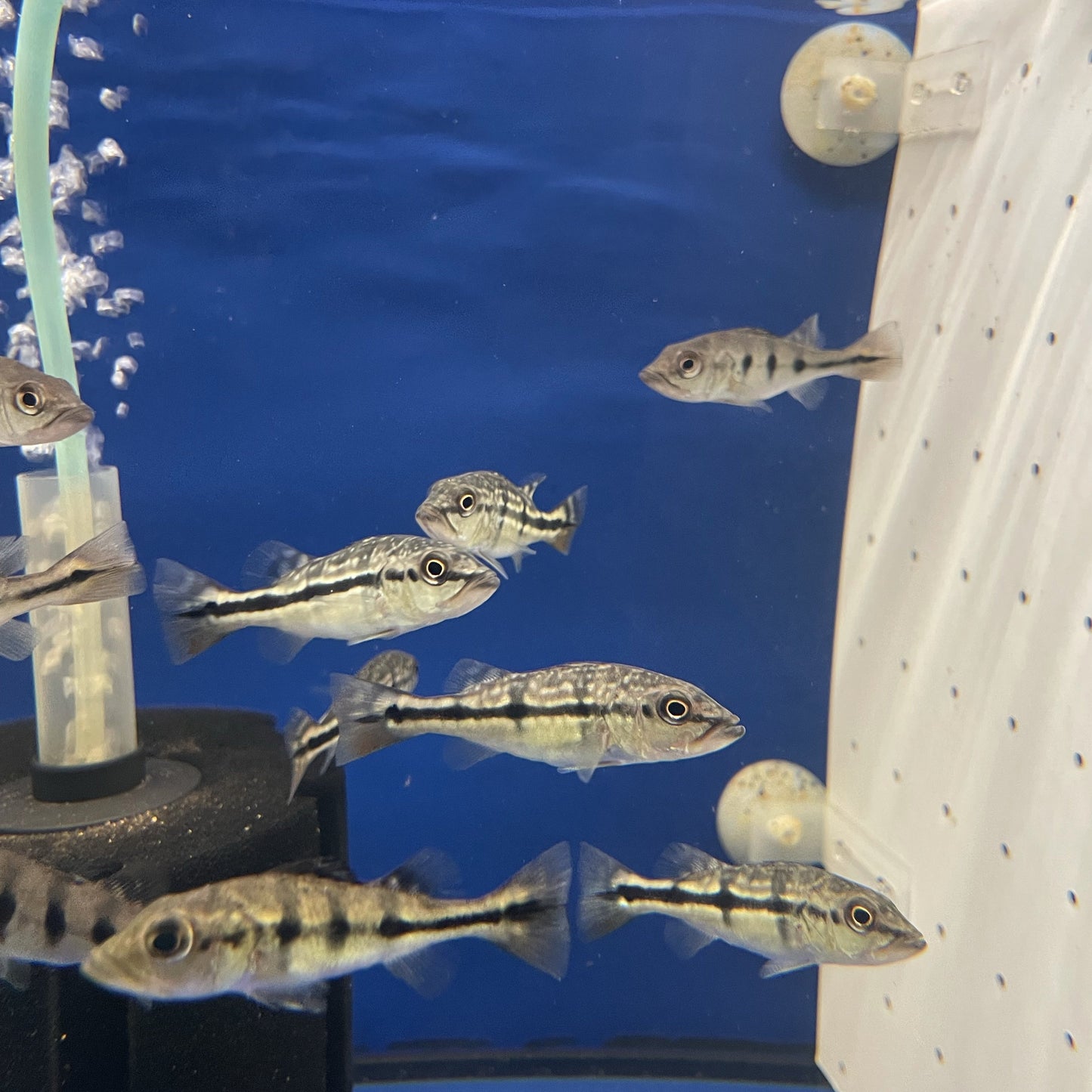 Pinima Peacock Bass