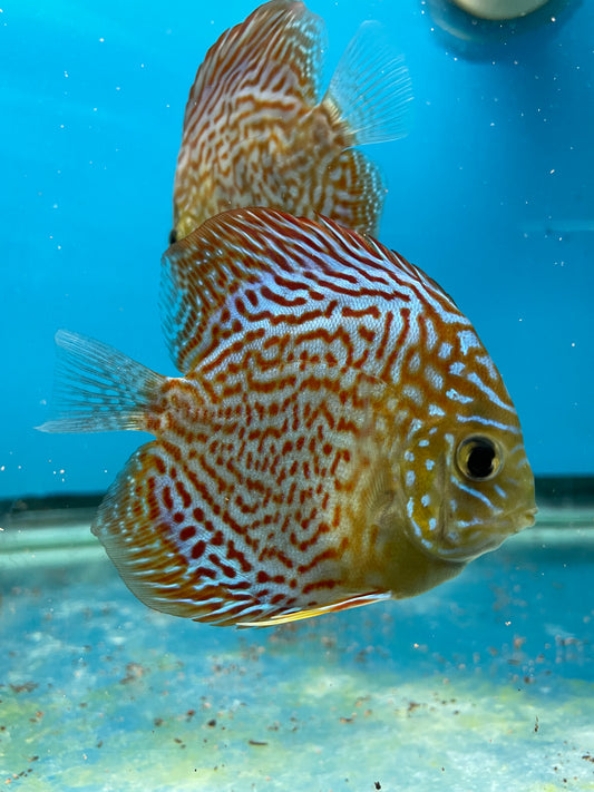 Ring Leopard Discus