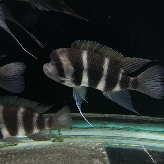 Frontosa Burundi Cichlid