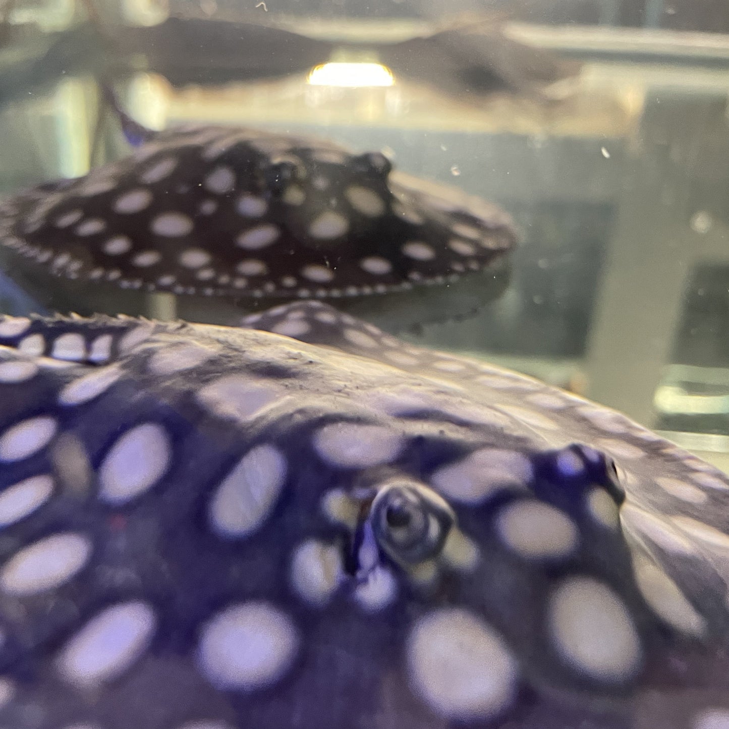 Big Spot Black Diamond Stingray Pair