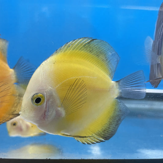 Yellow Discus 3"