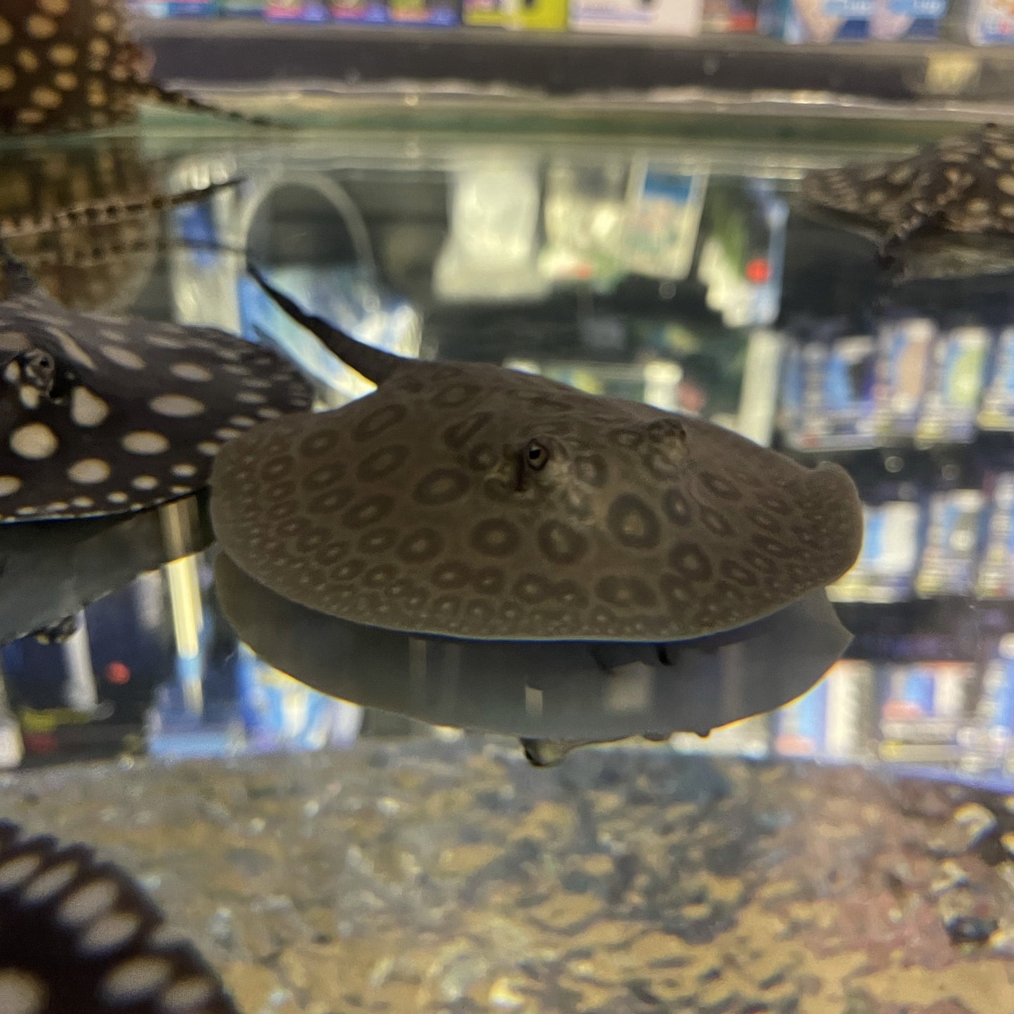 Pearl Stingray