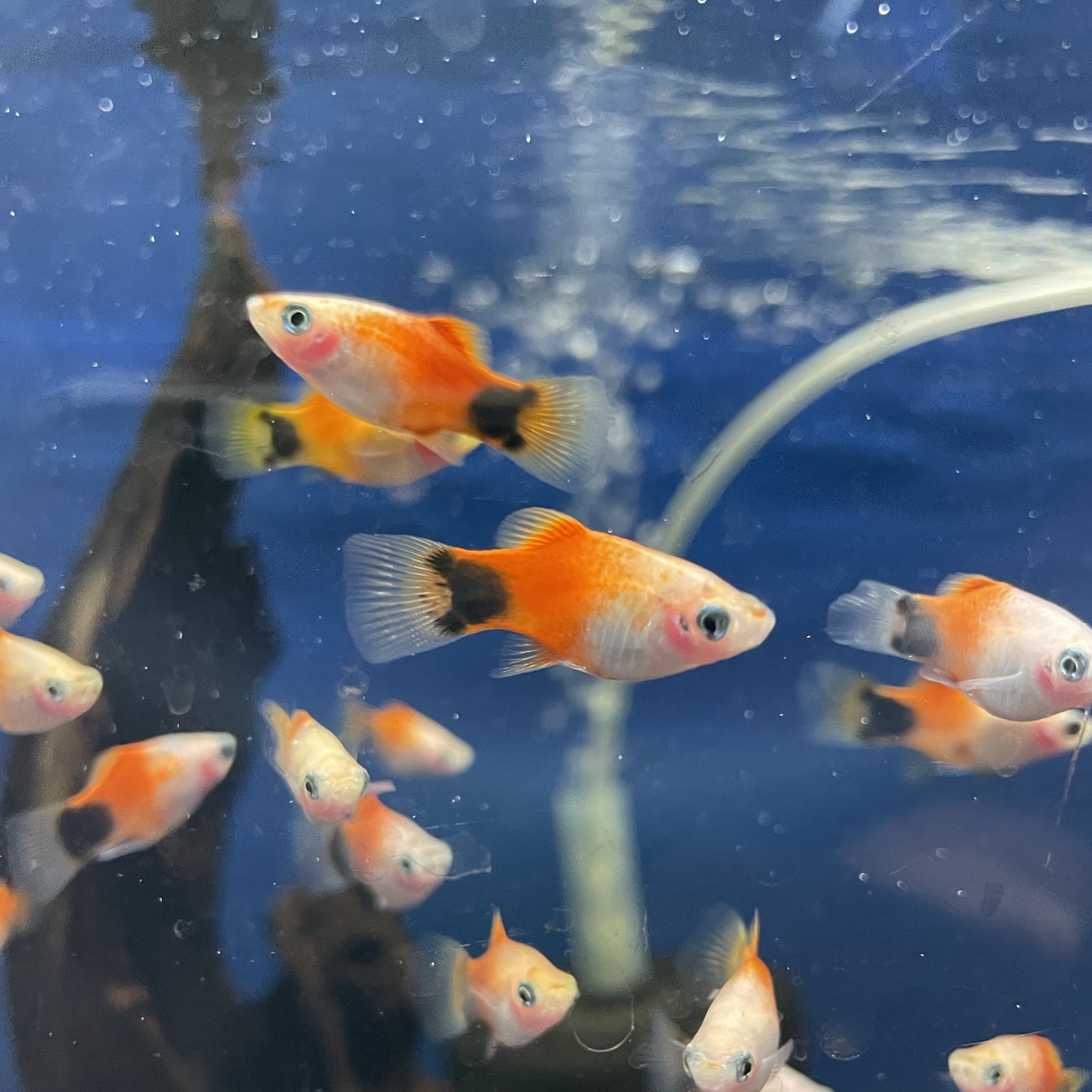 Tri-Colour Micky Platy