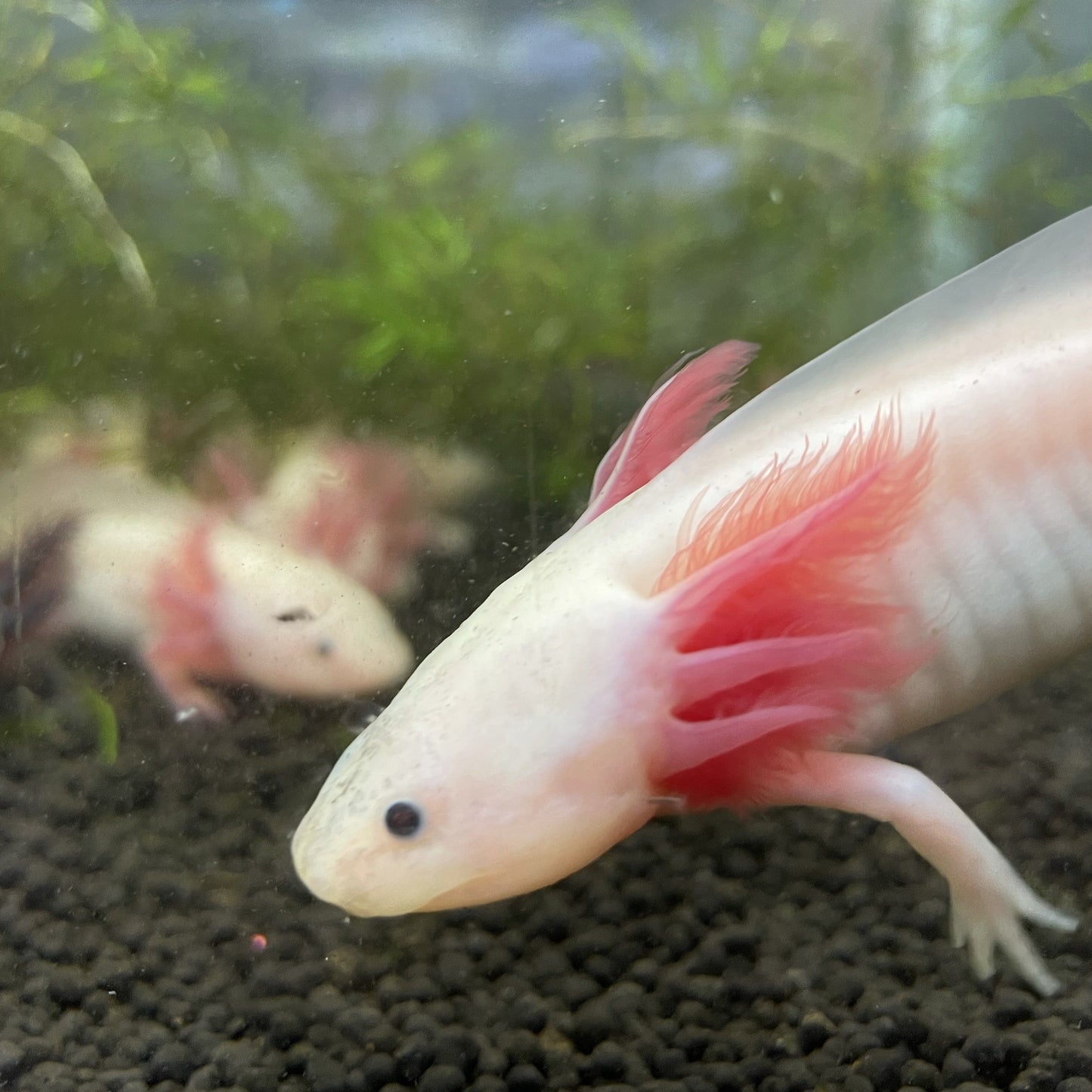 Leucistic Axolotl