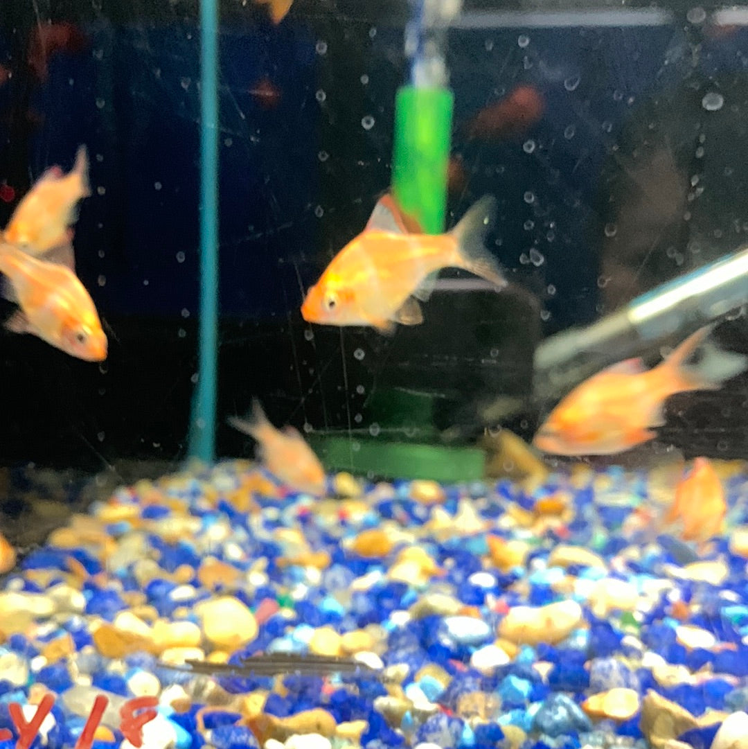 Yellow tiger barb