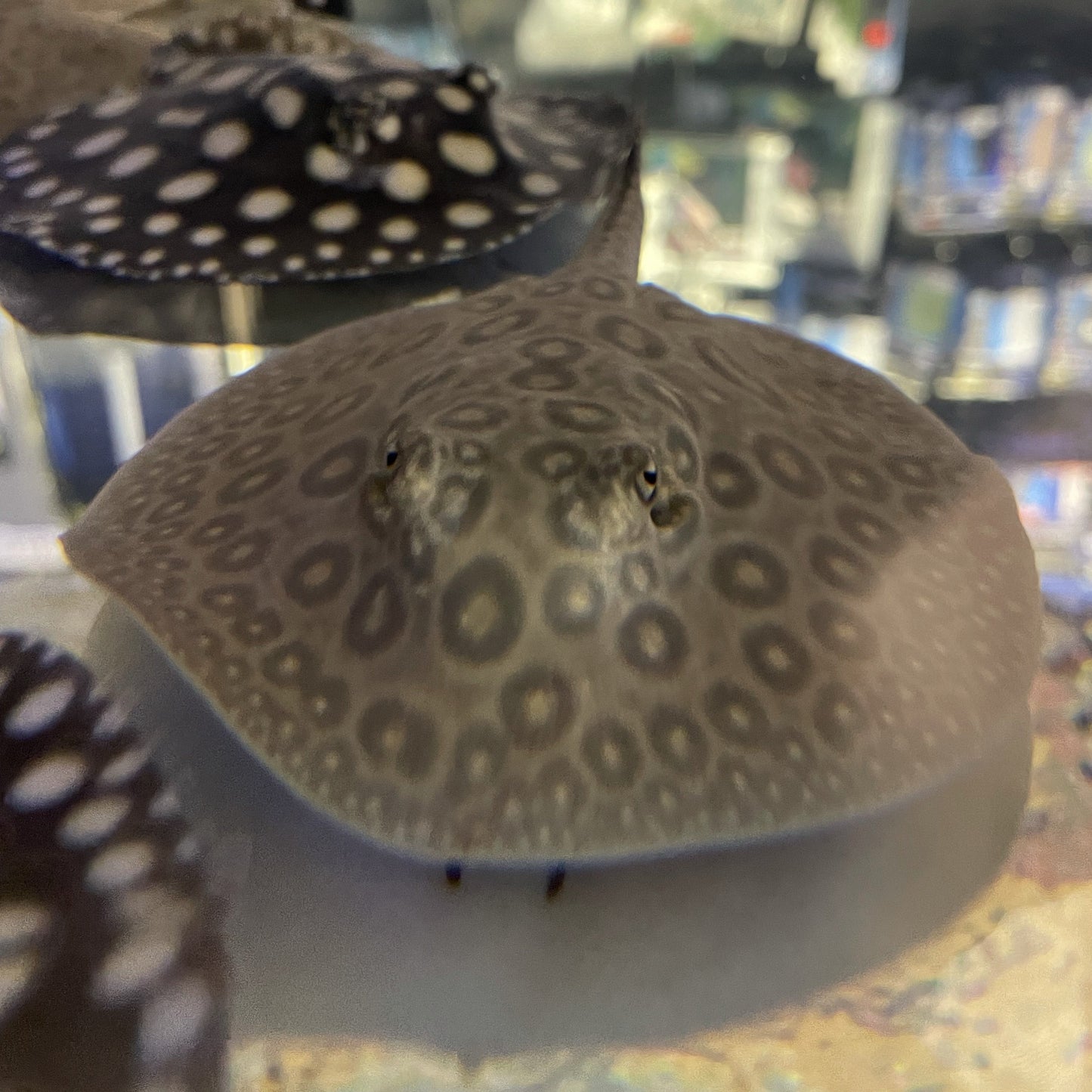 Pearl Stingray