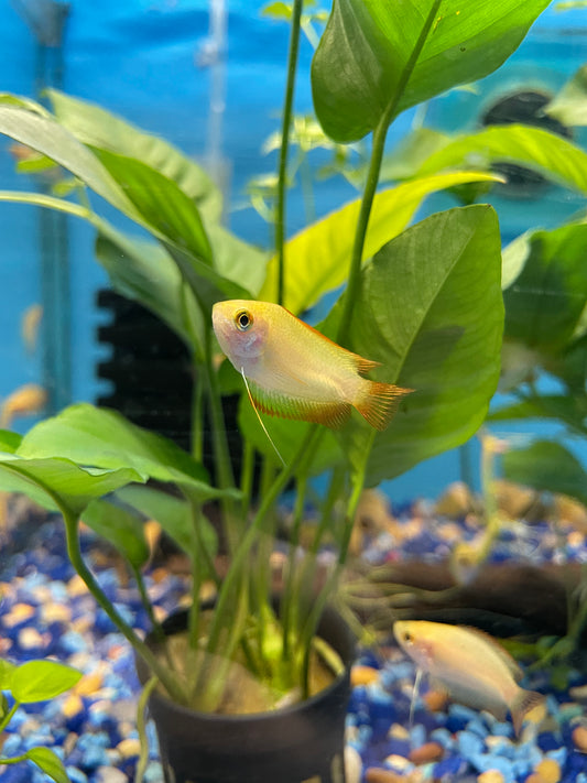 Fire Golden Gourami