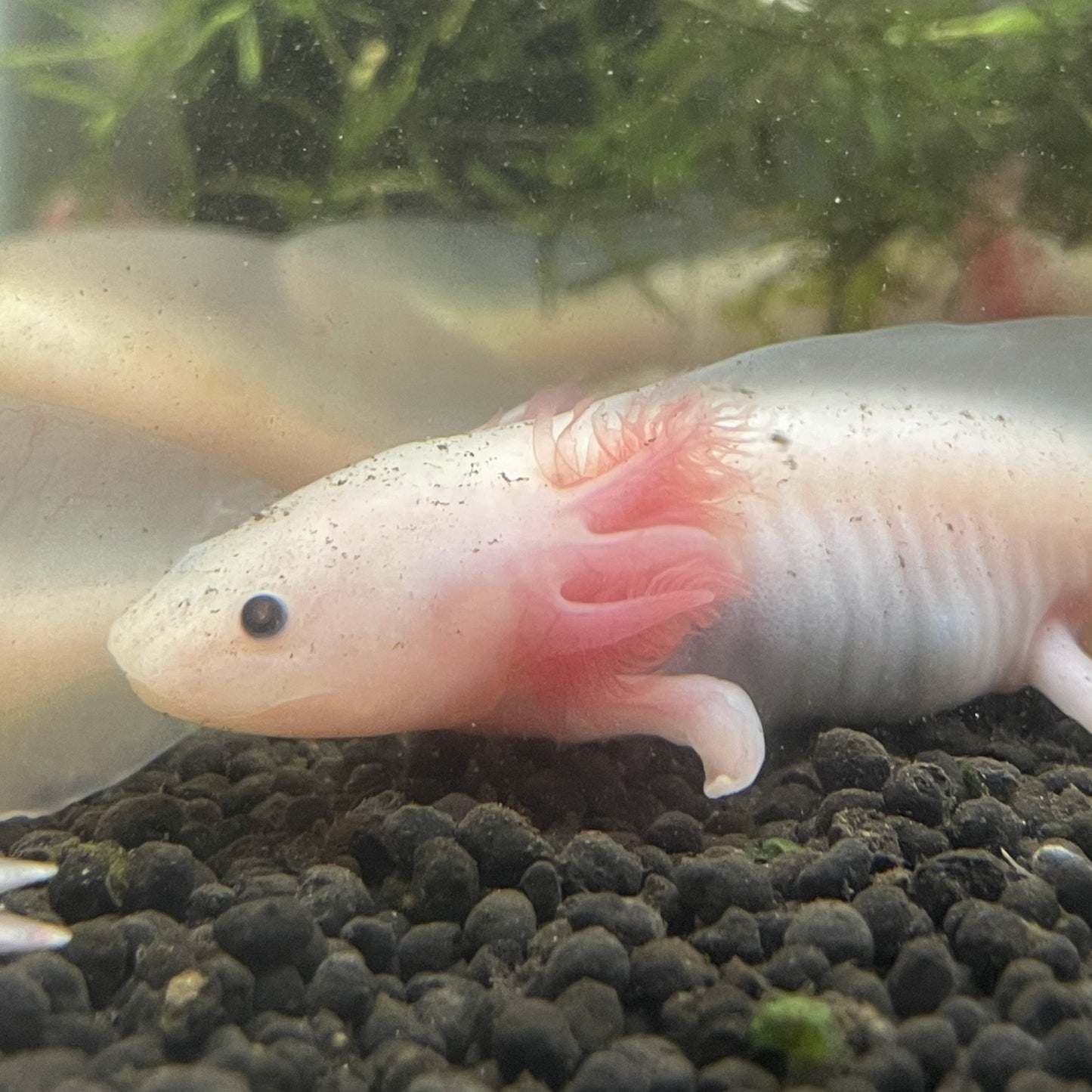 Leucistic Axolotl